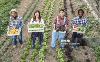 Farm Jobs in the USA for South Africans